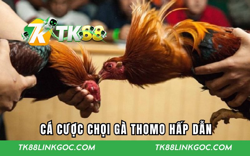 Cá cược chọi gà Thomo hấp dẫn