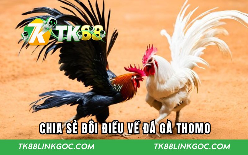 Chia sẻ đôi điều về đá gà Thomo