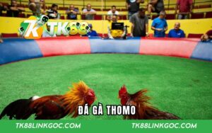 Đá Gà Thomo - Chiêm Ngưỡng Trận Đấu Cùng Chiến Kê Ấn Tượng
