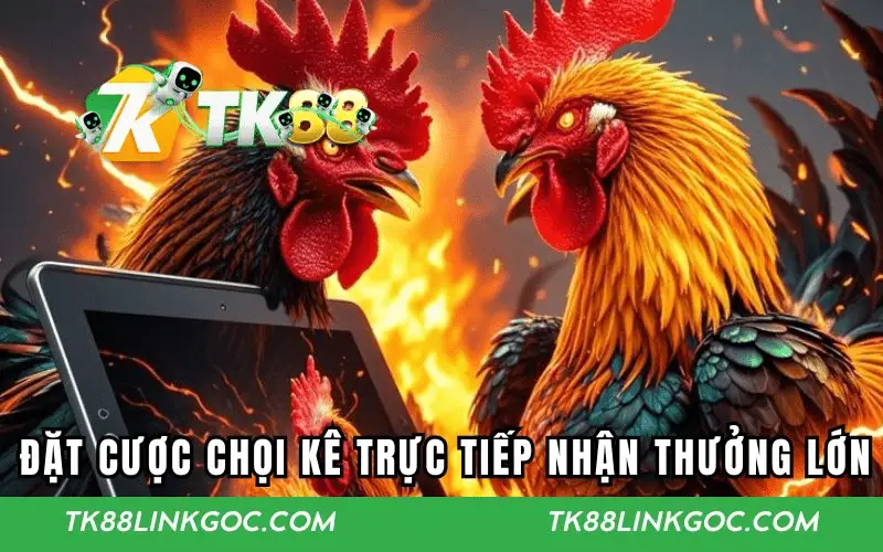 Đặt cược chọi kê trực tiếp nhận thưởng lớn
