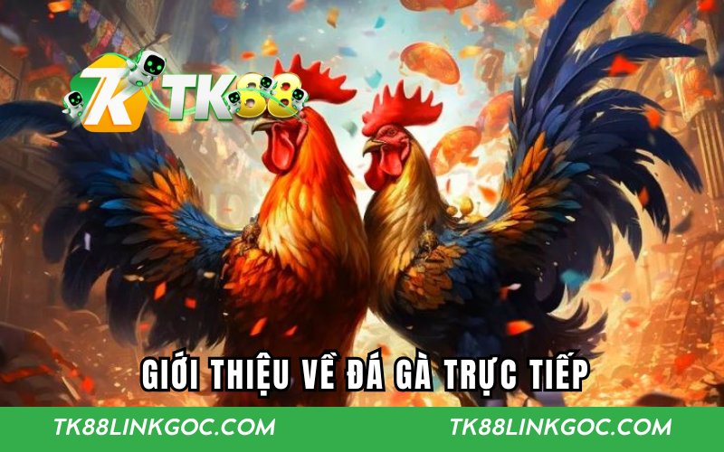 Giới thiệu về đá gà trực tiếp