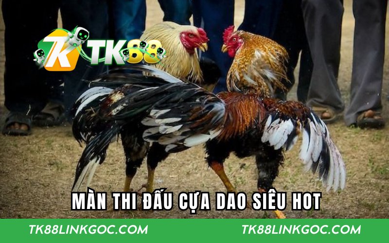 Màn thi đấu cựa dao siêu hot