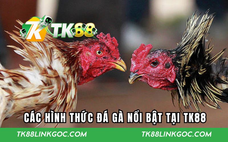 Tổng hợp các hình thức đấu gà nổi bật tại TK88