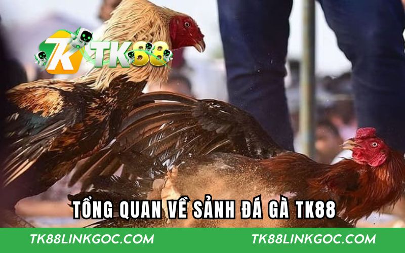Tổng quan về sảnh đá gà TK88